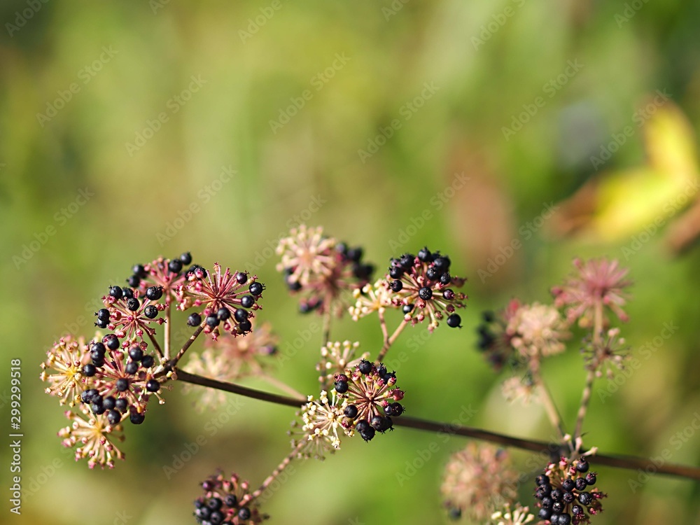 ウドの花と実 Stock 写真 Adobe Stock