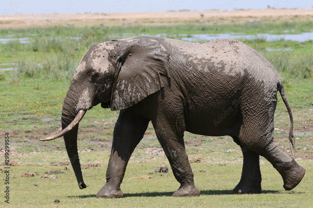 Obraz premium elephant
