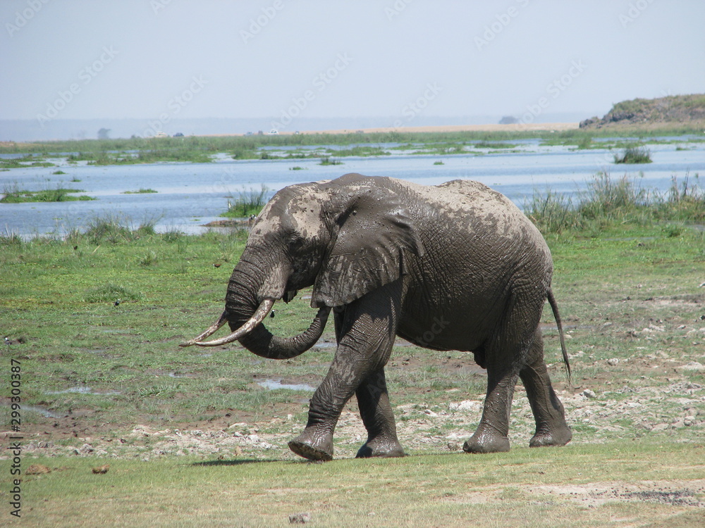 Obraz premium elephant