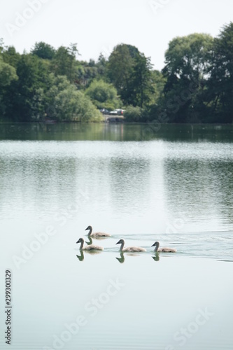 Sommer am See