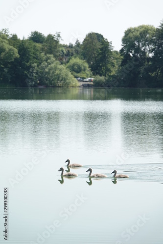 Sommer am See