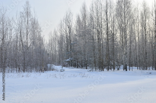 Awesome winter landscape. A snow-covered path among the trees in the wild forest. Winter forest. Forest in the snow. © MaxSafaniuk