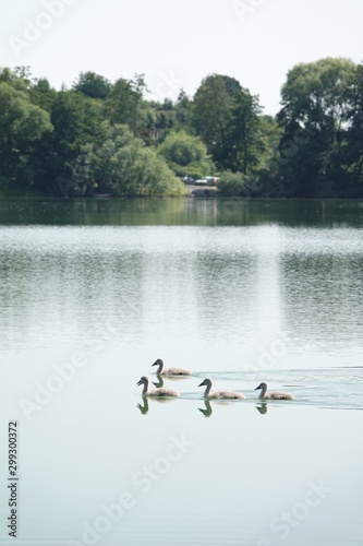 Sommer am See