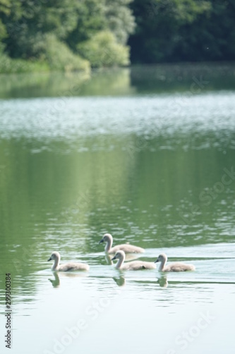 Sommer am See