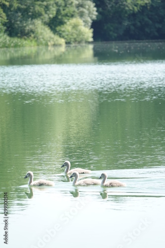 Sommer am See