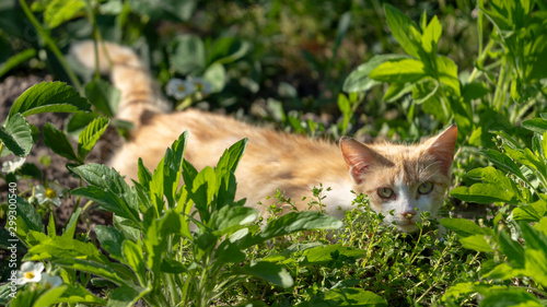 a cat hiding in the high green grass, looking into the face of the photographer on a sunny day