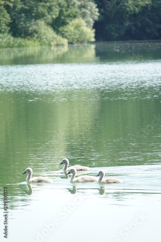 Sommer am See