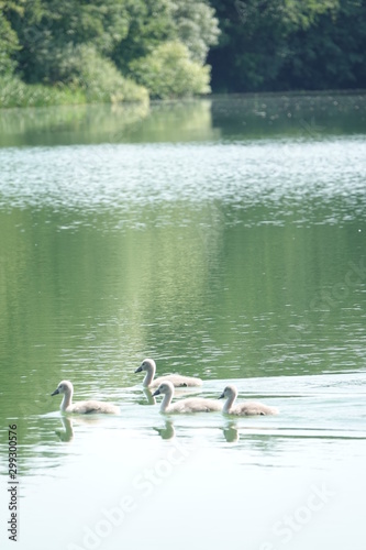 Sommer am See