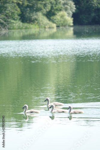 Sommer am See