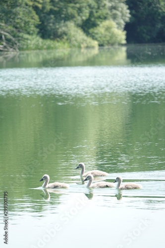 Sommer am See