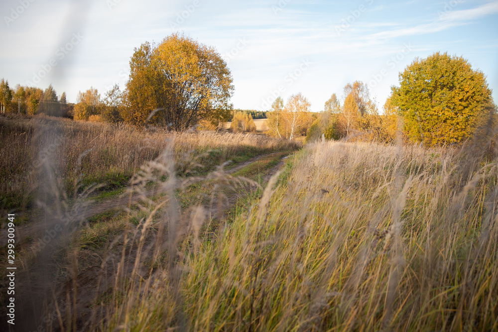 Fototapeta premium autumn landscape with road and trees