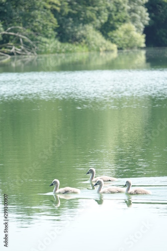 Sommer am See