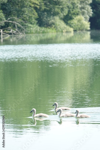 Sommer am See