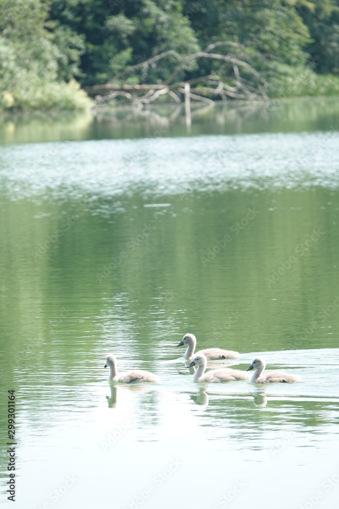 Sommer am See Sommer am See