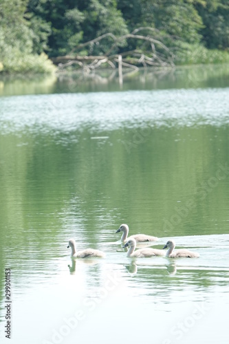 Sommer am See