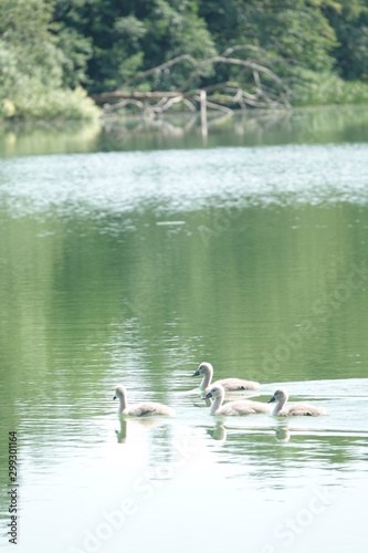 Sommer am See
