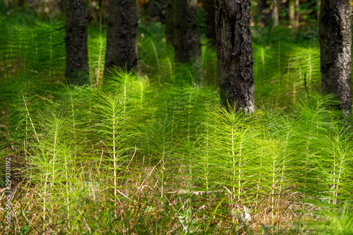 Equisetum telmateia or great horsetail overgrowing a glade in the dense forest of the Salzkammergut region in the Austrian alps