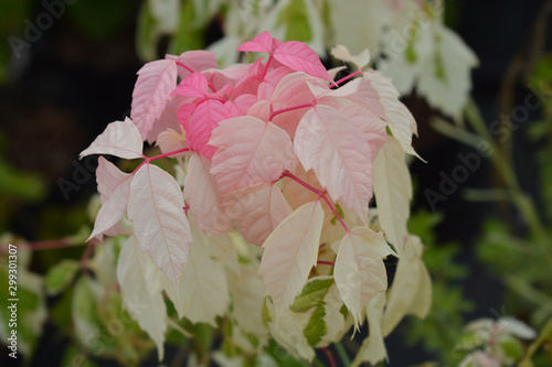 Boxelder maple Flamingo photo