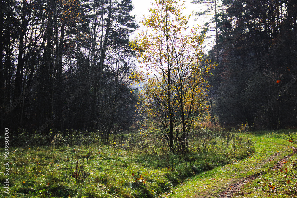 Autumn forest landscape with yellow leaves and green grass Autumn forest landscape with yellow leaves and green grass
