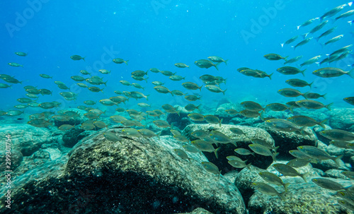 Underwater view of a school of fish swimming in the Mediterranean Sea.