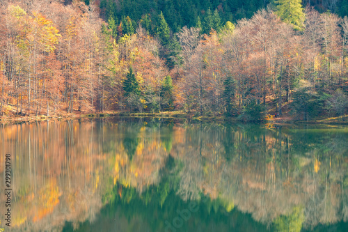 Colorful orange and yellow forest reflecting on the tranquil water of the Laudachsee near Gmunden, Austria