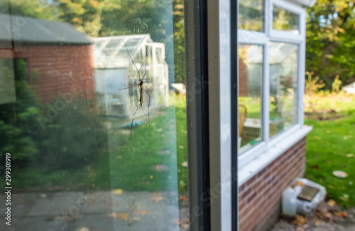 Fototapeta Naklejka Na Ścianę i Meble -  Autumn crane fly on a window with an English back garden behind.