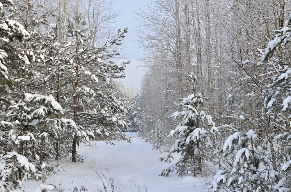 Awesome winter landscape. A snow-covered path among the trees in the wild forest. Winter forest. Forest in the snow. Awesome winter landscape. A snow-covered path among the trees in the wild forest. Winter forest. Forest in the snow.