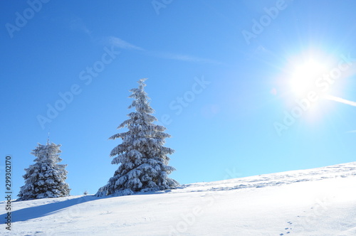 sapin dans la neige