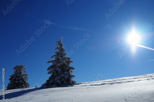 sapin dans la neige