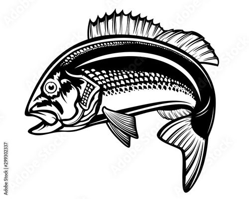 Red snapper isolated vector illustration. Fishing logo of red snapper. Fishing emlem for company or sport club. Marine theme background.