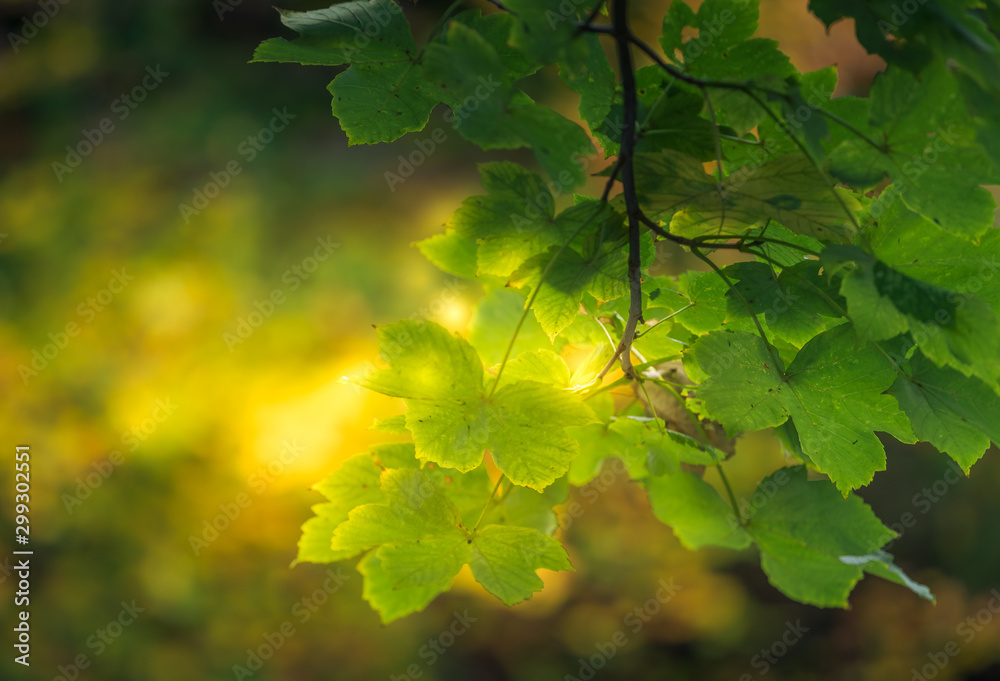 green maple leaves