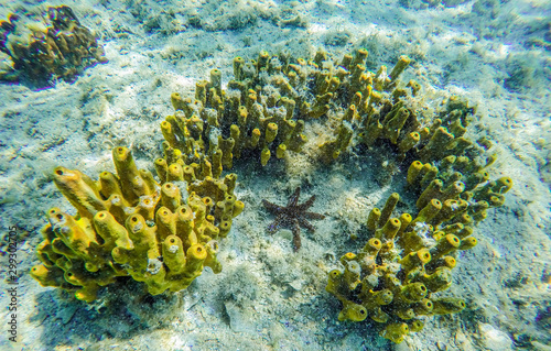 Yellow mediterranean sponge Aplysina aerophoba, underwater.