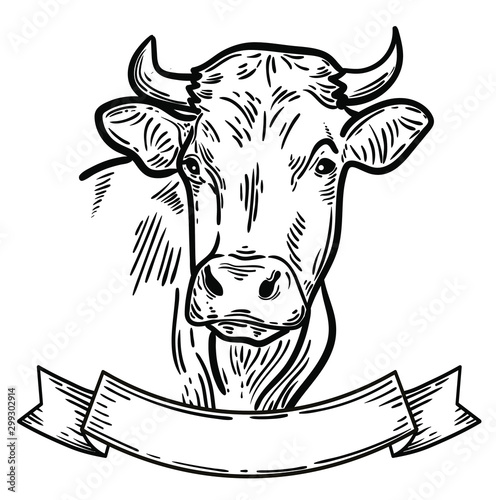 vector illustration of farm animal cow head, ideal for label, logo, sketch style illustration