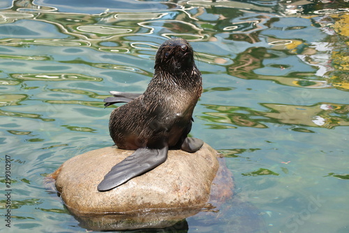 Fotografie The Northern  fur seal lies on a stone under the sun