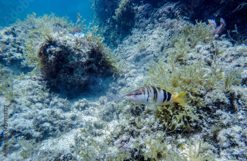 Underwater view of a school of fish swimming in the Mediterranean Sea.