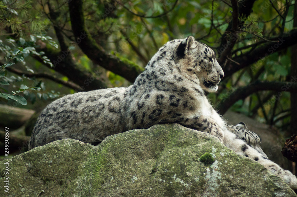 portrait of white panthers lying on the rock portrait of white panthers lying on the rock