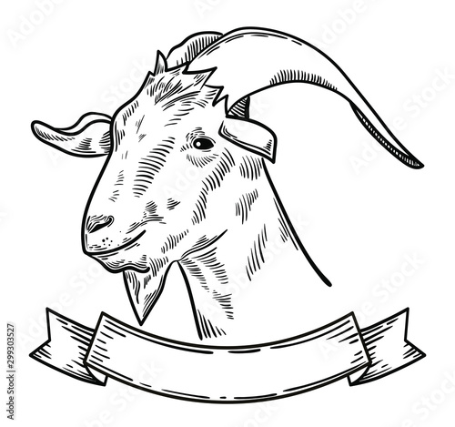 vector illustration of farm animal goat head, ideal for label, logo, sketch style illustration