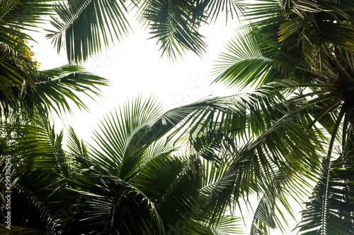 Fototapeta Naklejka Na Ścianę i Meble -  .Coconut tree leaves beautiful green.