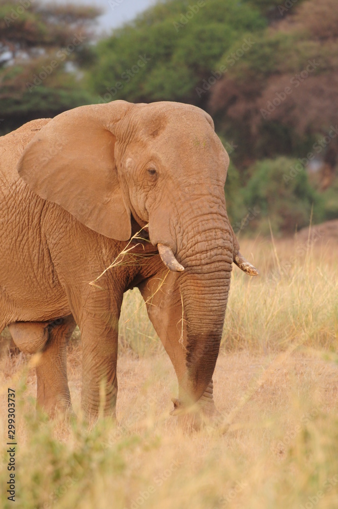 Fototapeta premium elephant