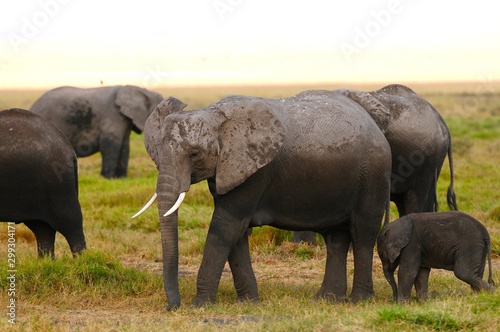 elephant © netaddict21