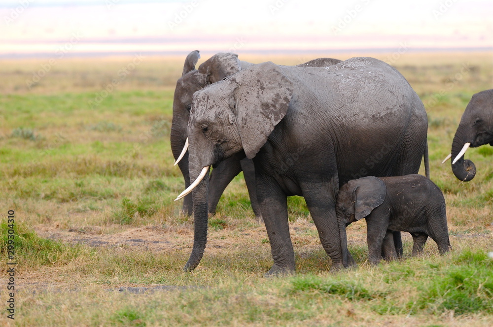 Obraz premium elephant