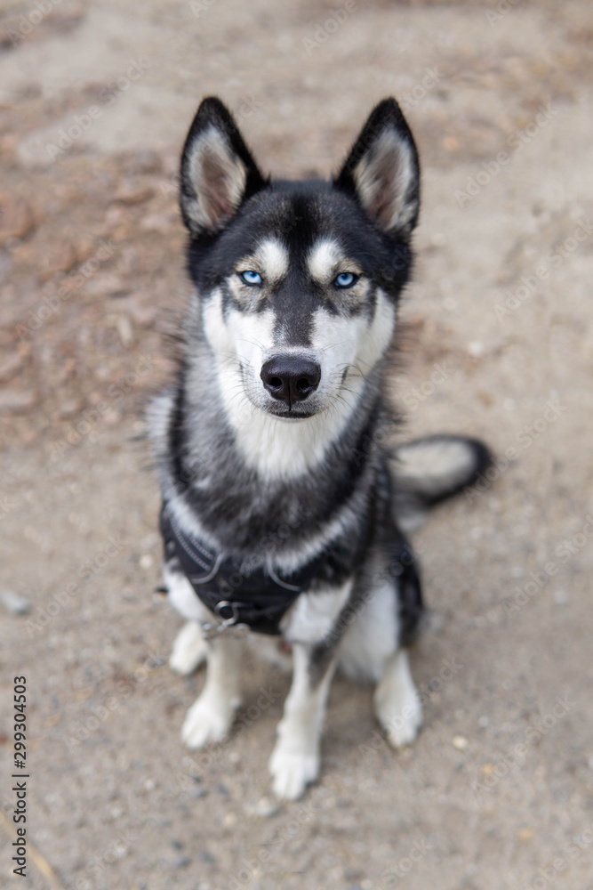husky husky