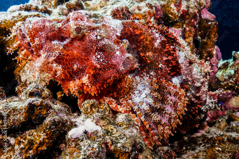 Scorpion fish at the Red Sea, Egypt