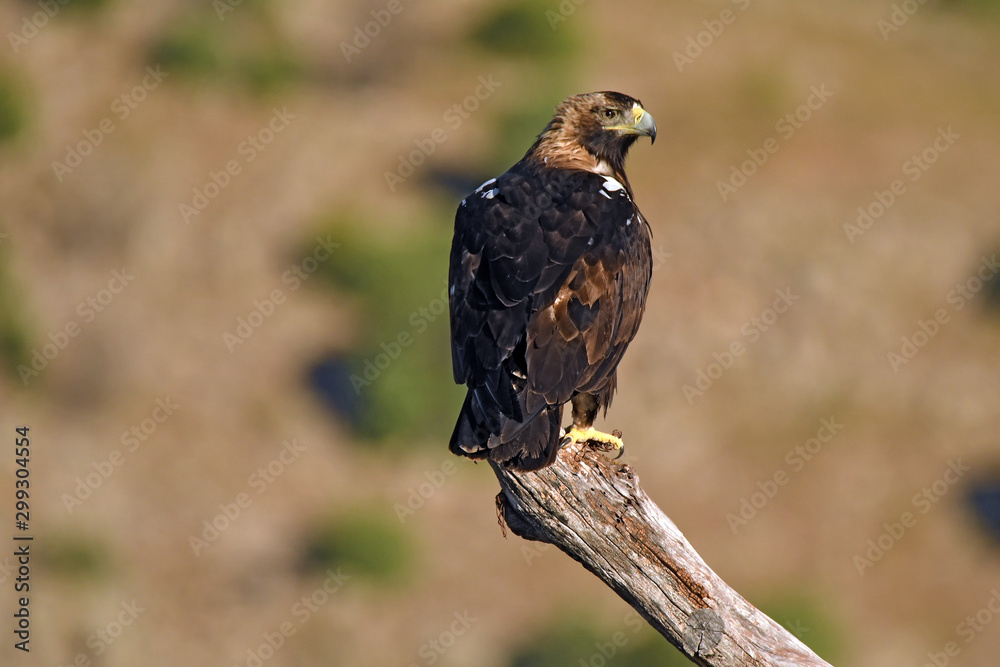 Fototapeta premium Aguila imperial ibérica