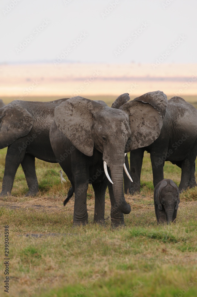 Fototapeta premium elephant