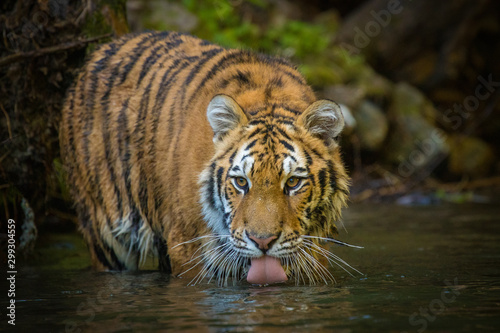 Young Siberian Tiger standing in a river and drinking water. Pink tongue out of its mouth. Beautiful and amazing hunter  yet endangered species. Black stripes on orange and white fur body.
