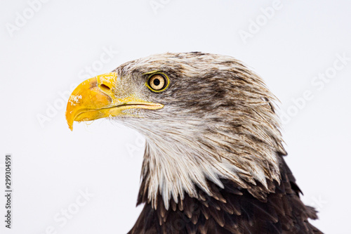 Detailed portrait of famous predator, Bald Eagle. Very dangerous yet also endangered species. White and dark feathers, yellow beak. Bird on white background. Pure natural wildlife shot. Majestic bird.