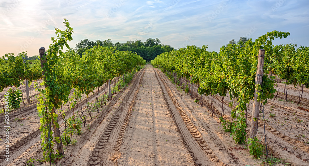Obraz premium Vineyard in Europe