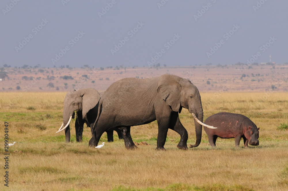 Fototapeta premium elephant