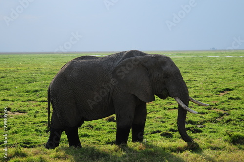 elephant © netaddict21